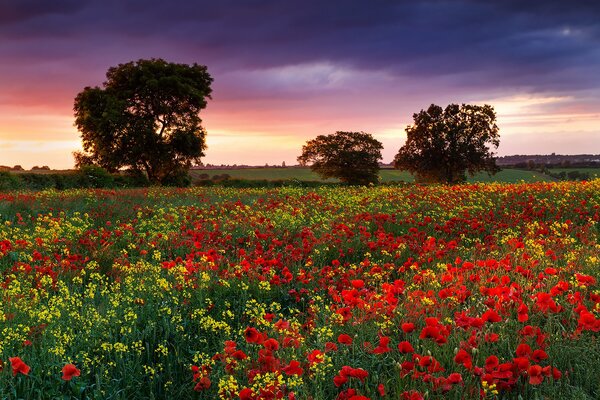 England. Evening in the field