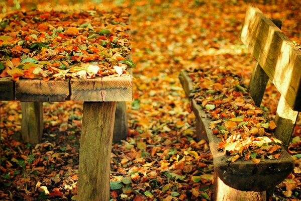 Mit bunten Herbstblättern übersät eine Bank und einen Tisch