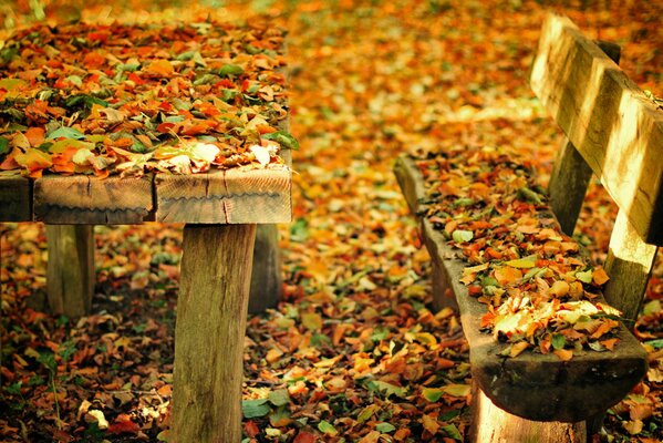 Negozio e tavolo cosparsi di foglie autunnali multicolori