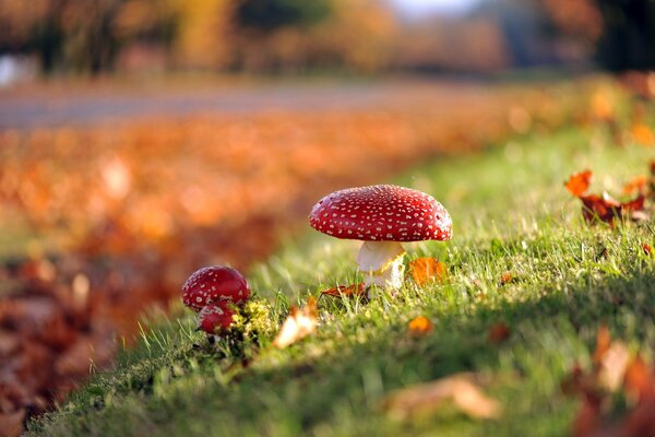 Autumn mushrooms in nature