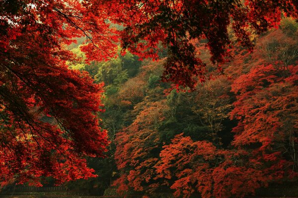 Vue multicolore de la nature automnale