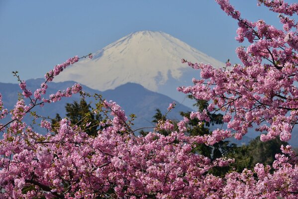 Цветение японской сакуры на фоне Фудзиямы