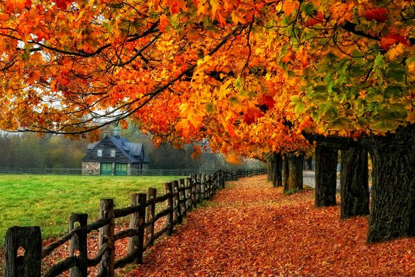 La colorida caída de las hojas de otoño