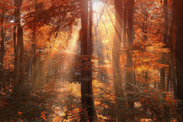 The sun in the autumn forest