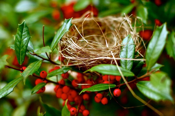 Nest in a viburnum branch