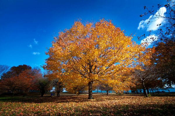 Chicago Park am Wasser im Herbst