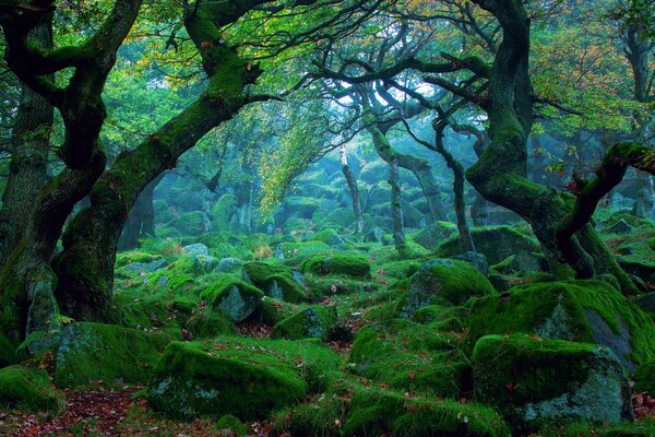 Ein magischer Wald in der Natur