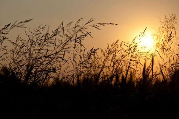 Espigas en el fondo de la puesta de sol