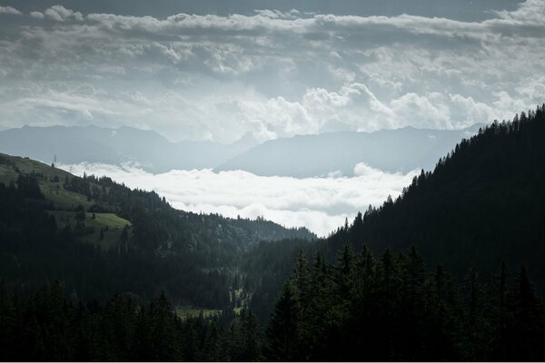 Atmospheric coniferous misty forest