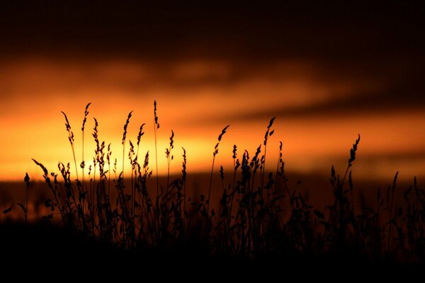 Night sunset in the field