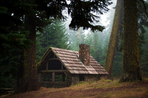 Одинокий деревянный домик в лесу