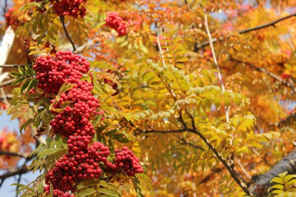 Paysage rouge et jaune avec l image de l automne