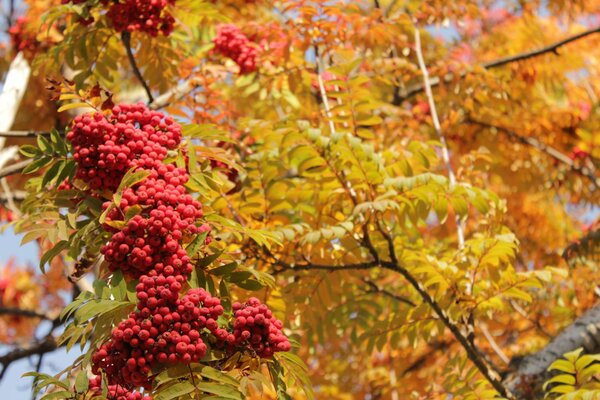 Czerwono-żółty krajobraz przedstawiający jesień