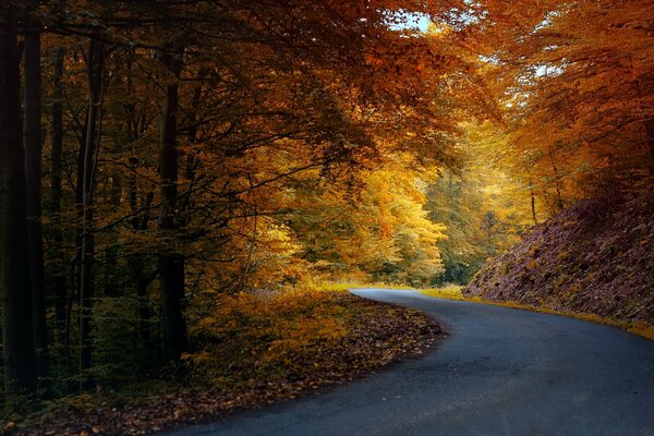 Autunno. Strada attraverso la foresta