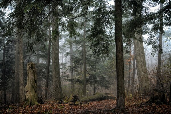 La niebla envuelve el bosque de otoño