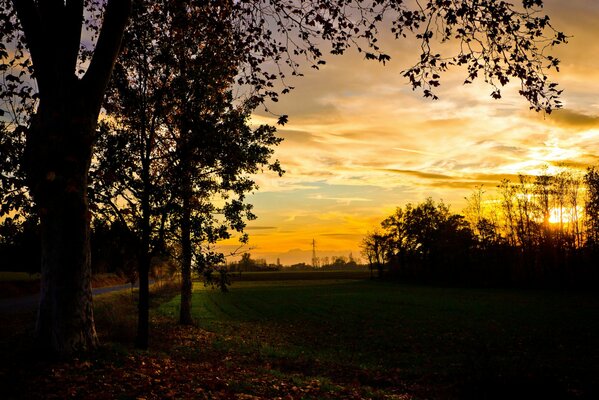 Abendfoto des Feldes. Bäume und Sonnenuntergang