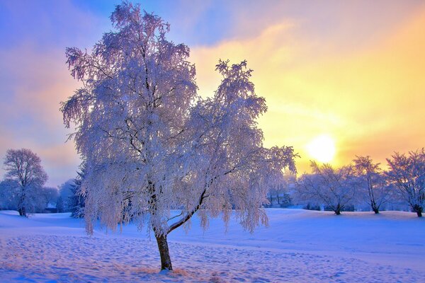 Frostige Luft schlafende Bäume