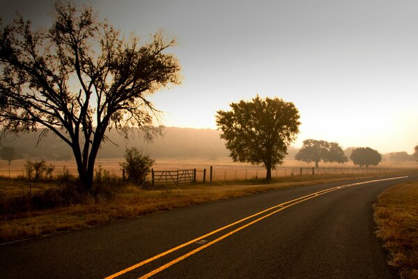 The road stretching into the distance against the background of trees