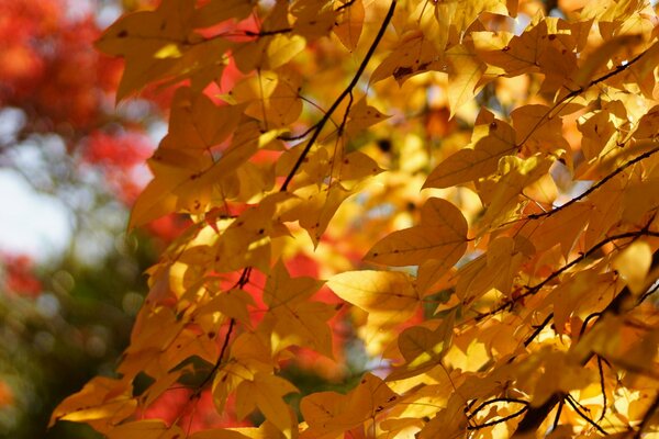 Vergilbte Blätter von Bäumen im Herbst