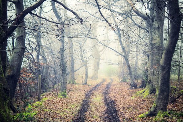 A well-trodden road in the forest through fog and bare trees