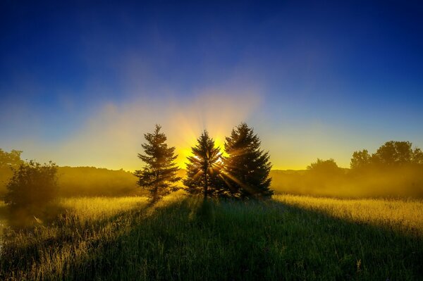 Soleil levant. Les rayons traversent les arbres