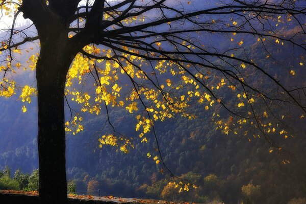 Arbre d automne se dresse seul dans les montagnes