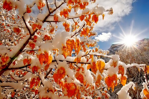 Caramel leaves on a mountain slope