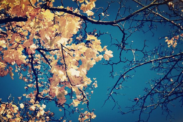 Żółte liście na koronie drzewa na tle nieba
