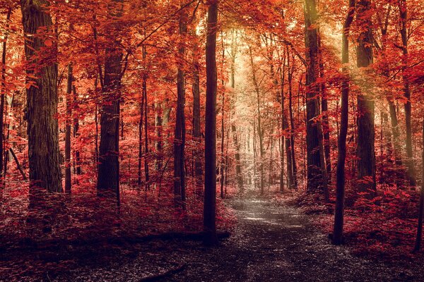 Heller herbstlicher dichter Wald