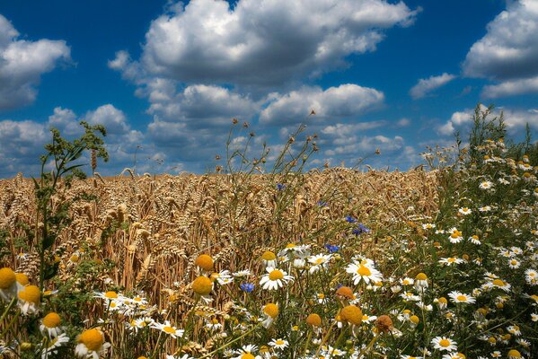 Field of wheat daisies in summer