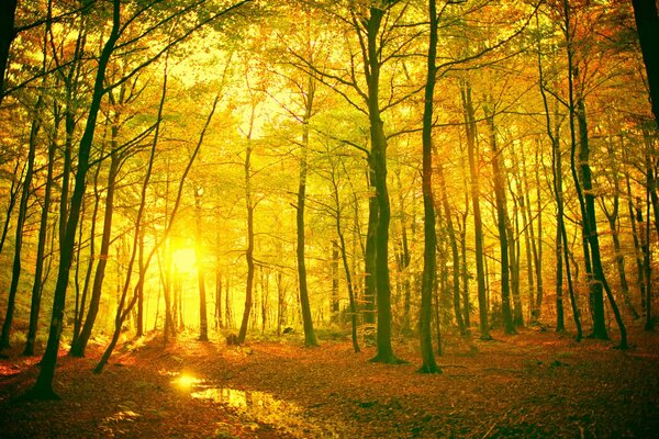 Le soleil se fraye un chemin à travers la forêt d automne