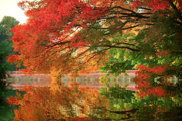 Reflejo de oro de las hojas de otoño