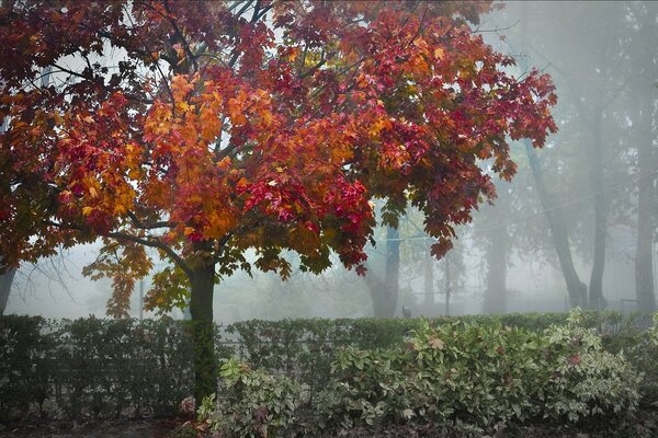 Foggy morning in the old park