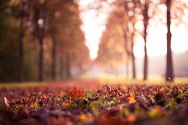 Trockene Herbstblätter in einem nebligen Park