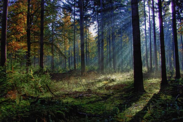 Matin dans la forêt de pins