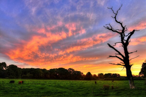 Brillante puesta de sol en el Prado. Árbol solitario