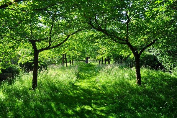 Sommerpfad am grünen Wald