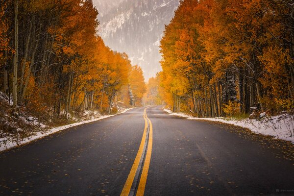 Deux solides sur la route le long de la forêt d automne