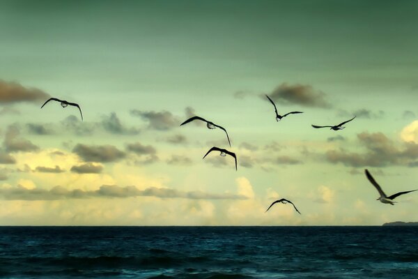 Seagulls are flying over the bright blue sea