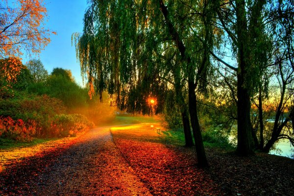 Tramonto del salice e passeggiata nel parco