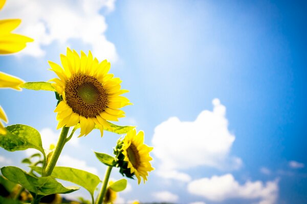 Yellow sunflowers on a blue sky background