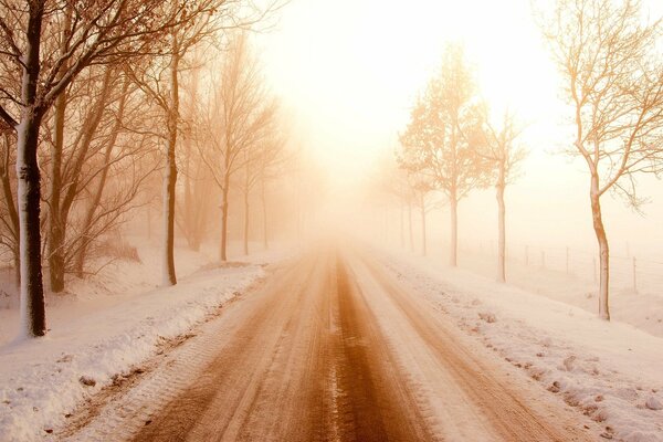 Alberi spogli lungo la strada innevata