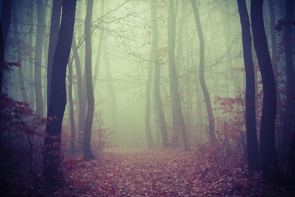 Misty forest with autumn vibe