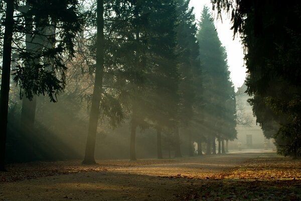 Wunderschöner Wald, schöne Natur