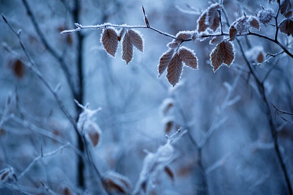 Wald im Frost. Frost auf den Blättern