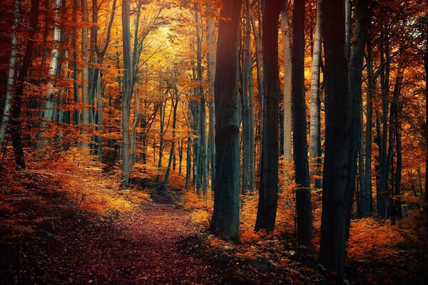 A well-trodden path in the autumn forest