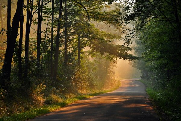 Straße im nebligen Wald