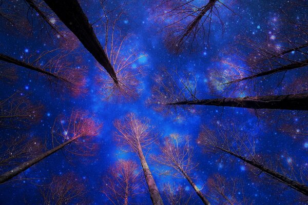 Night sky in the forest