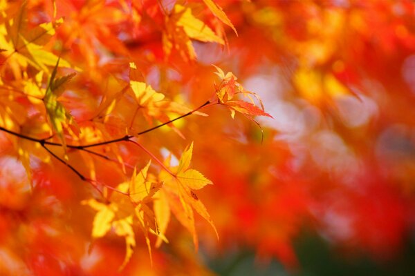 Autumn maple leaves on a red background