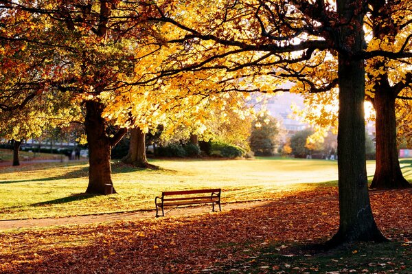 Parque de otoño con hojas caídas amarillas y un banco solitario